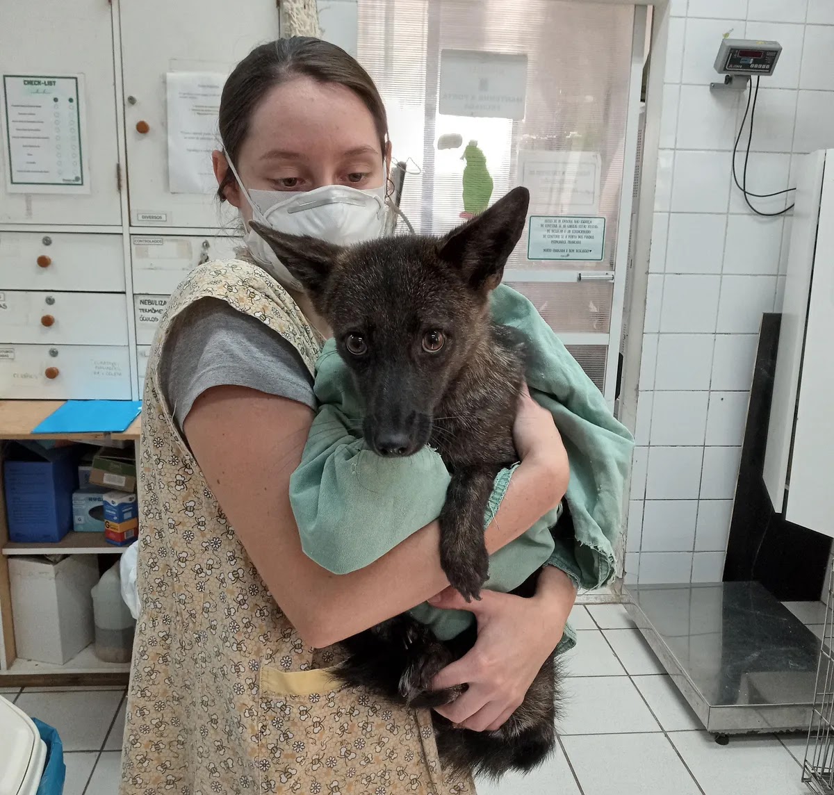 A vet carrying Dogxim, The World's First Dog-Fox Hybrid